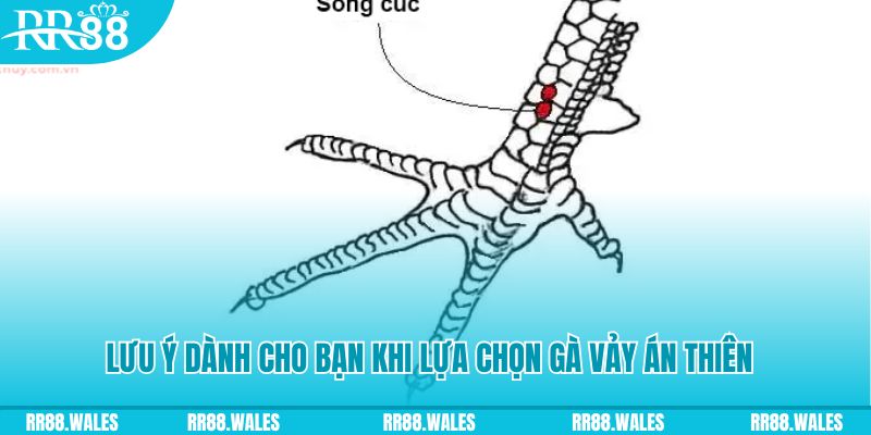 vz99 xổ số khánh hòa