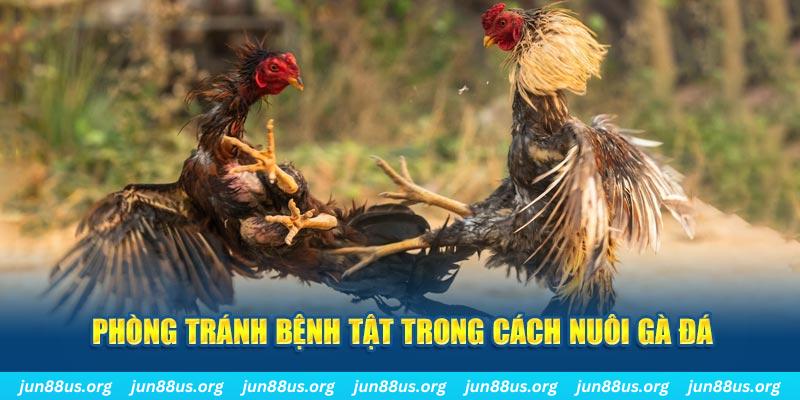 vz99 natural” trong baccarat nghĩa là gì？